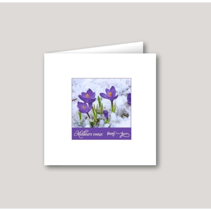 CROCUS ENNEIGE, CROCUS, CROCUS ENNEIGE