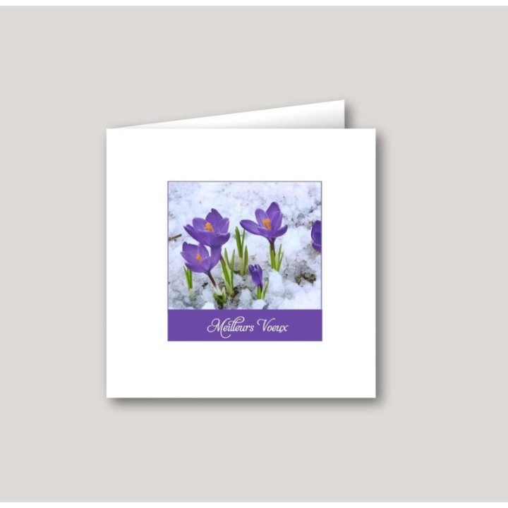 CROCUS ENNEIGE, CROCUS, CROCUS ENNEIGE